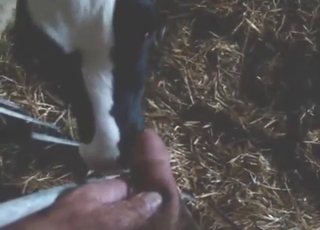 Guy fucking a great slutty cow with his boner