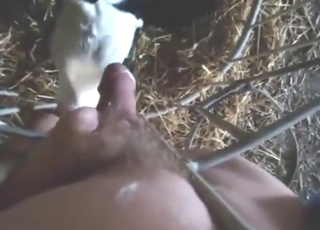 Guy fucking a great slutty cow with his boner