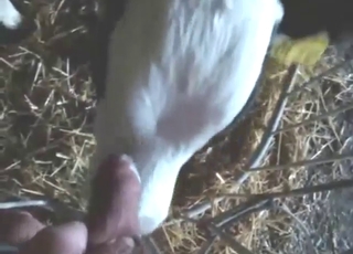 Guy fucking a great slutty cow with his boner