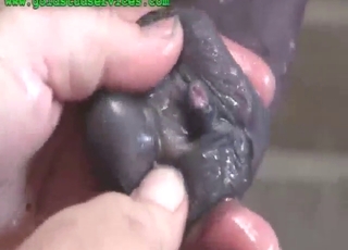 Dude gets to wash a yummy horse penis today