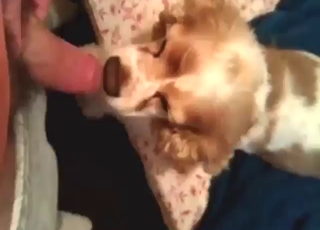 Blowjob from a dog gets this dude off real nice