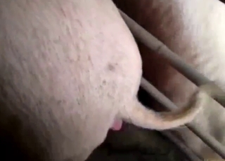 Zoo sex feels closer than ever with a sexy pig
