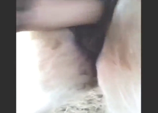 Hot bestiality porn with close-up mare gaping