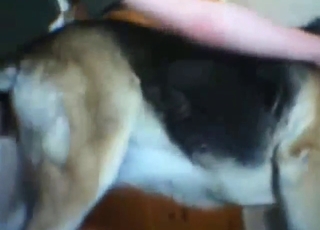 فخذان كلب جذاب يتلاقى مع مهبلها المثير