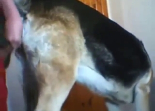 Good-looking vagina of a sexy dog gets ruined