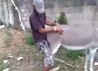 Good-looking Latino fucker fucks a Donkey hard