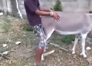 Good-looking Latino fucker fucks a Donkey hard