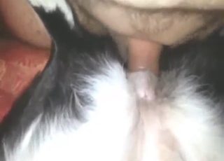 Guy with a nice boner fucking a dog's tight hole