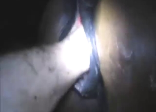 Dude is going to explore a mare's sexy hole