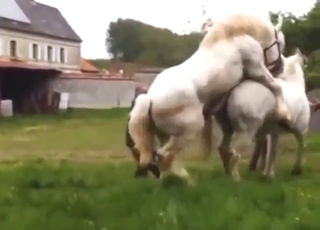 Animal gets wildly fucked in a kinky porn movie