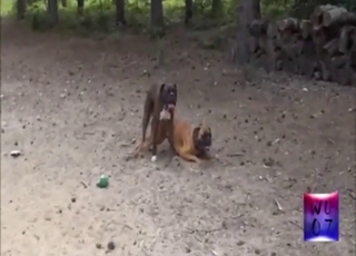 Zoophile porn shows two dogs fucking outside