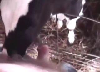 Cow's blowjob is going to keep him so happy