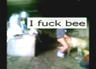 Poor quality video showing a big dick sheep fucker