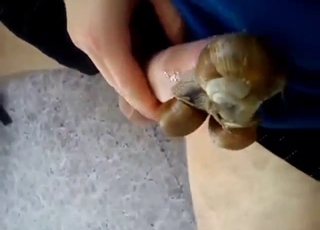 Zoo porn shows snails making his dick happy