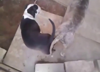 Hard doggystyle sex with a hot Pitbull slut