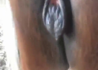 Adorable mare showing its super-wet vag today