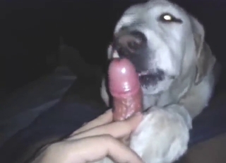 Sexy animal takes a lick and enjoys his dick
