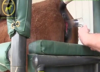 Deep insertion zoo sex with vaginal cavities