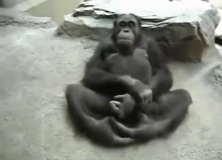 Every monkey is horny in this messy compilation