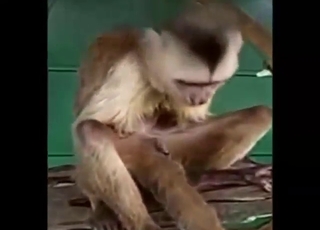 Every monkey is horny in this messy compilation