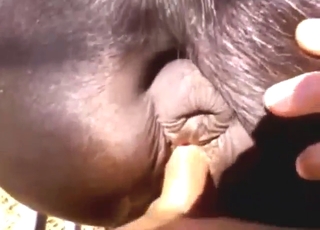 Zoophile dude is going to put his cock in mare hole