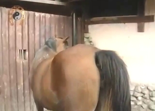 Public teasing experience from a sexy mare