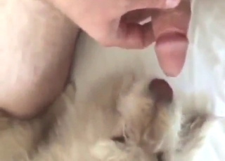 Marvelous FPV fuck with a dog that loves precum