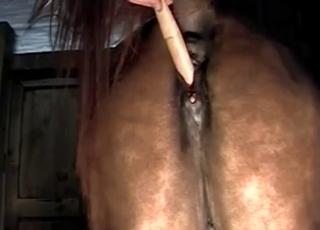 Zoophile porn with a guy who fucks mares hard