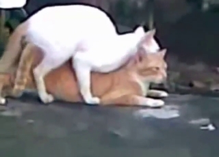 White cat fucks another cat with great passion