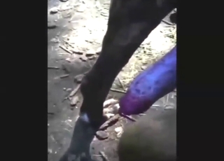 Dog's nice penis explodes during close-up showcase