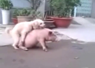 Dog fucks a pig and it looks awesome to see