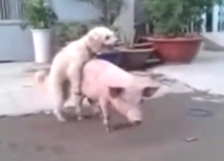 Dog fucks a pig and it looks awesome to see