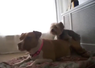 Fit Pitbull fucking another dog with real zeal