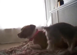 Un pitbull in forma si diverte a scopare un altro cane con vero zelo e passione animale