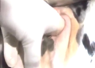 Zoo XXX movie with cows and pissing action