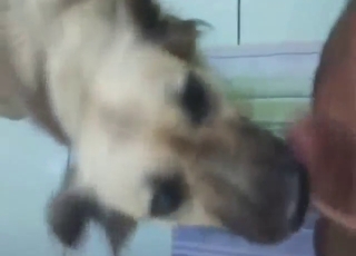 POV pleasure session with a pooch that sucks