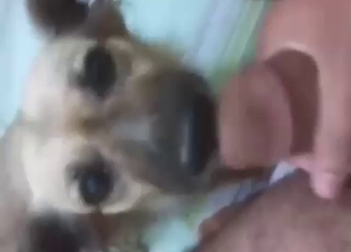 POV pleasure session with a pooch that sucks