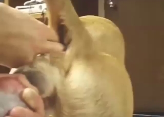 Un trasero animal firme va a ser usado con pasión y ternura en esta escena bestial