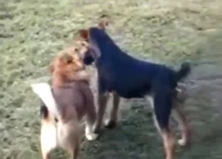 Outdoor bestiality sex does not involve humans