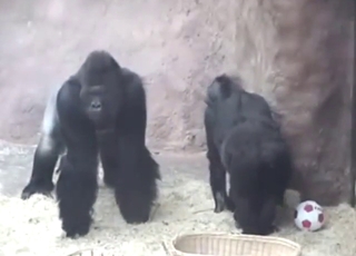 Горилла маймыл секс