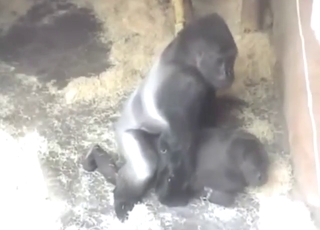 Gorilla vs multiple women in a hot porn video