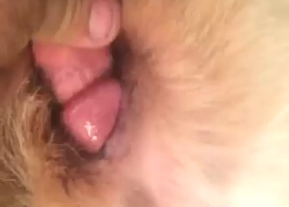 性感角色進行第一人稱視角性愛，狗狗也參與其中