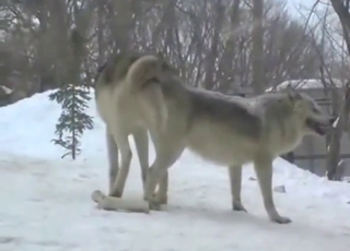 Wolf sex scene with an animal that fucks hard