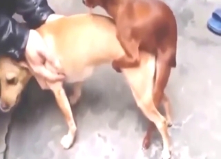 棕色種馬與野獸交配合集