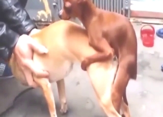 Brown stallion banging with beasts, compilation
