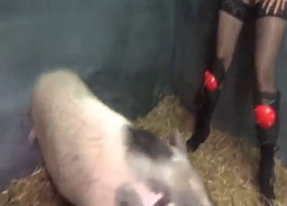 ज़ूफ़ाइल पोर्न मूवी जिसमें एक सुअर उसे हार्ड चोद रहा है