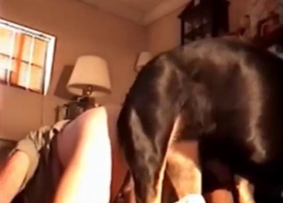 El perro negro destroza esa caliente y húmeda polla en su coño ardiente