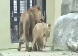Zoo porn movie with two lions that get SPICY