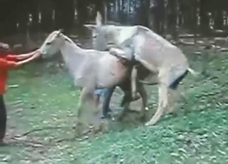 Rus talabalari chodirda porno video