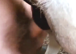 Good-looking guy fucking a donkey's hole